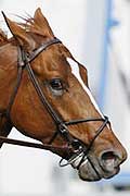 Curlin