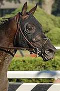 Midnight Lute