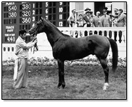 Middleground -76th Kentucky Derby Winner in 1950